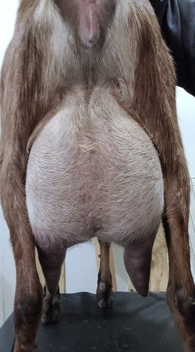 itst rear udder