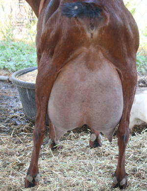 Hale's Udder